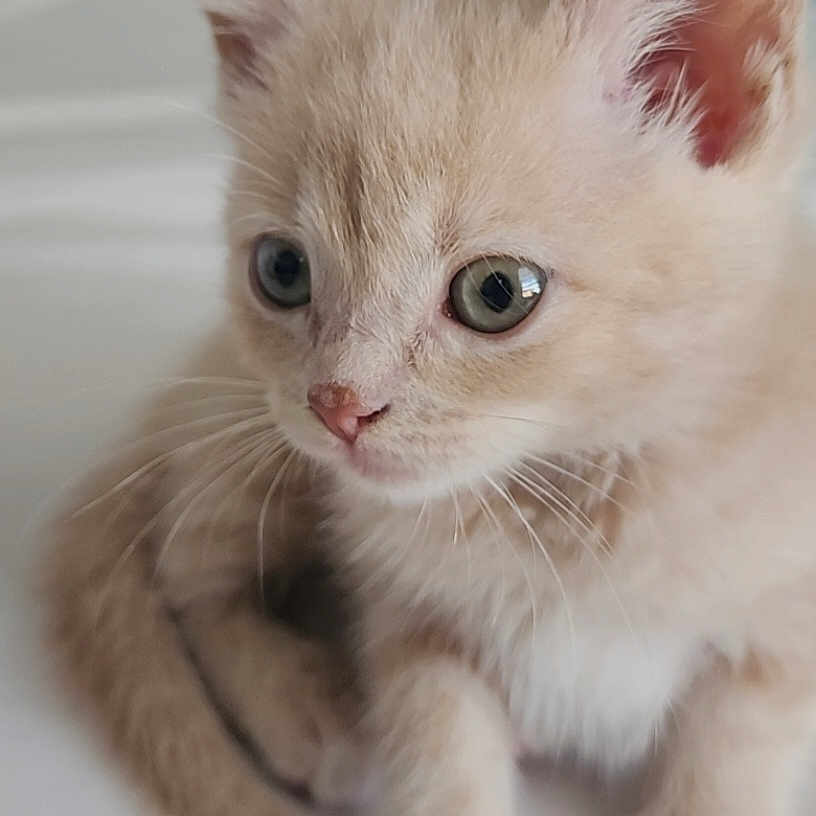 Simba joined the competition — help win amazing prizes! adorable, animal, cat, closeup, cream_colored, curious, cute, ears, feline, fluffy, fur, indoor, kitten, paws, pet, resting, small, soft, whiskers, young