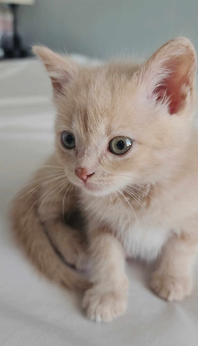 Simba joined the competition — help win amazing prizes! kitten, cat, cream_colored, cute, fluffy, pet, animal, whiskers, ears, paws, closeup, indoor, soft, curious, young, feline, adorable, small, fur, resting