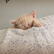 Simba is registered to the contest to win money with this photo: kitten, sleeping, cat, cute, cozy, pillow, pattern, indoor, nap, feline, small, fur, peaceful, rest, animal, pet, soft, closeup, bedroom, cute_animal