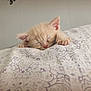 kitten, sleeping, cat, cute, cozy, pillow, pattern, indoor, nap, feline, small, fur, peaceful, rest, animal, pet, soft, closeup, bedroom, cute_animal