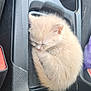 kitten, cat, sleeping, curled_up, fluffy, car_interior, cup_holder, black_plastic, red_button, seatbelt, cozy, pet, small, cute, fur, resting, domestic_animal, animal, vehicle, nap
