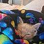 Simba is registered to the contest to win money with this photo: kitten, cat, blanket, colorful, fleece, sleepy, pet, animal, cozy, indoor, bedroom, fan, soft_light, cute, fur, resting, small, comfort, warm, domestic
