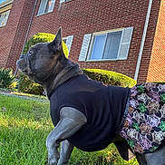 Henny joined the competition — help win amazing prizes! dog, french_bulldog, grass, lawn, brick_house, windows, bushes, sunlight, outdoor, pet_clothing, skirt, black_top, side_view, animal, daytime, ears, greenery, building, canine, costume