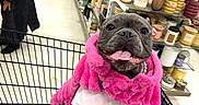 Henny is registered to the contest to win money with this photo: dog, french_bulldog, shopping_cart, pink_jacket, white_shirt, store, aisle, candles, shelves, pet, happy, tongue_out, fur, cute, animal, indoor, retail, shopping, smiling, pet_clothing