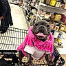 dog, french_bulldog, shopping_cart, pink_jacket, white_shirt, store, aisle, candles, shelves, pet, happy, tongue_out, fur, cute, animal, indoor, retail, shopping, smiling, pet_clothing