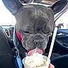 dog, french_bulldog, ice_cream, car, red_harness, tongue, pet, indoor, cup, straw, hand, vehicle, seat, window, black_dog, close_up, treat, cute, licking, food