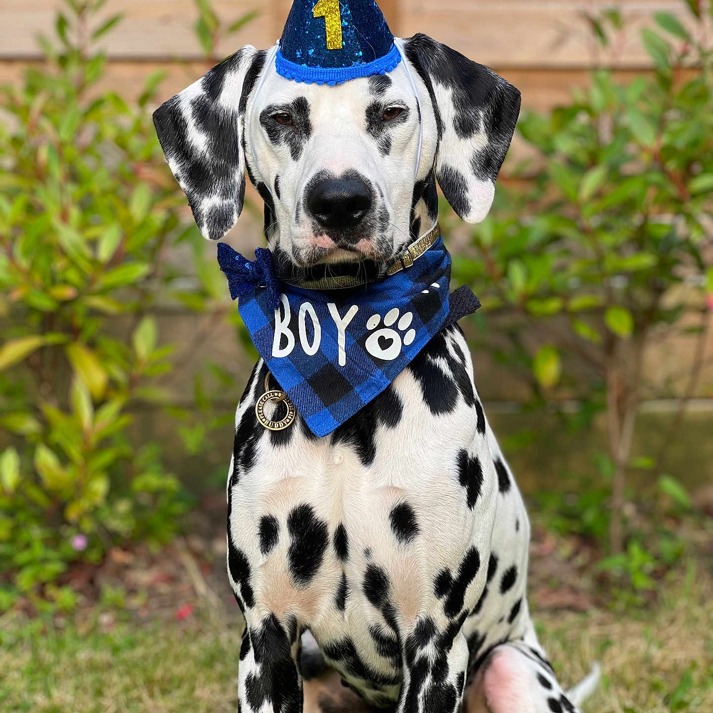 Buddy joined the competition — help win amazing prizes! animal, canine, clothing, dalmatian, dog, hat, pet, pointer, puppy