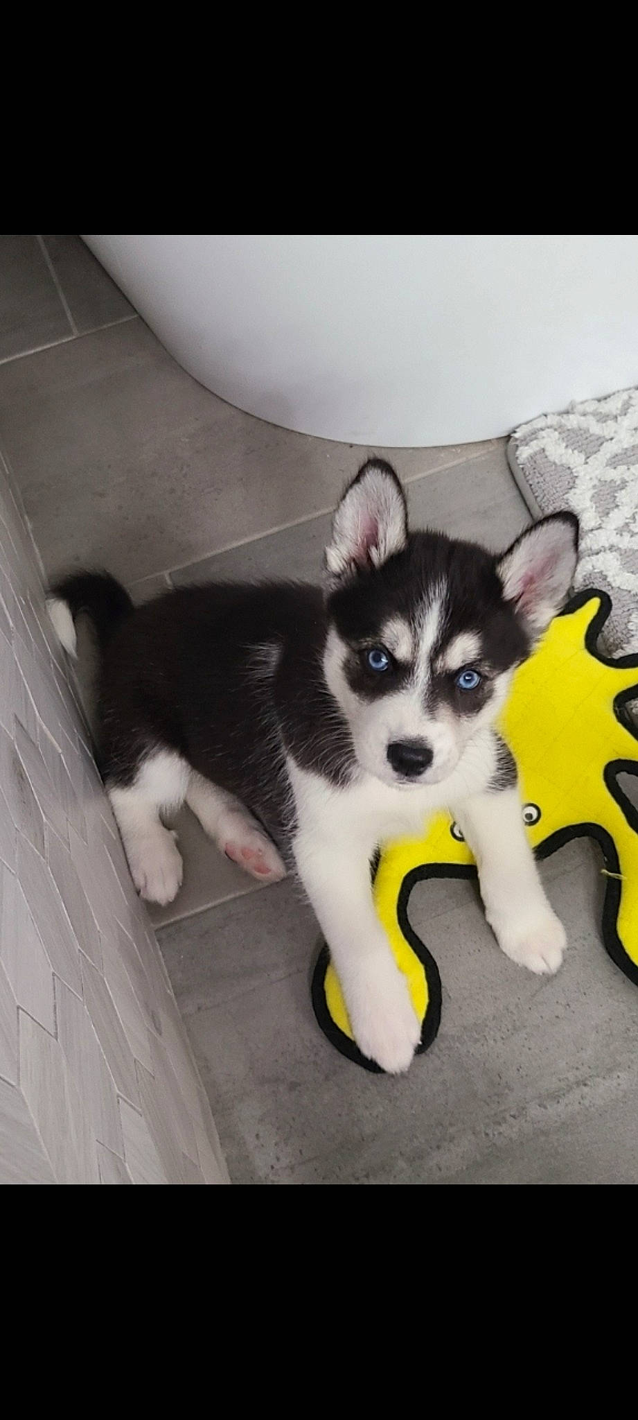 Sadie joined the competition — help win amazing prizes! canidae, carnivore, companion_dog, dog, dog_breed, felidae, flooring, foot, fur, herding_dog, mammal, paw, sitting, snout, sporting_group, tail, toy_dog, whiskers, working_animal, working_dog