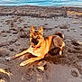 dog, beach, sand, water, sunlight, outdoor, animal, canine, playful, fur, snout, nature, relaxing, daytime, paw_prints, collar, pet, summer, shore, happy