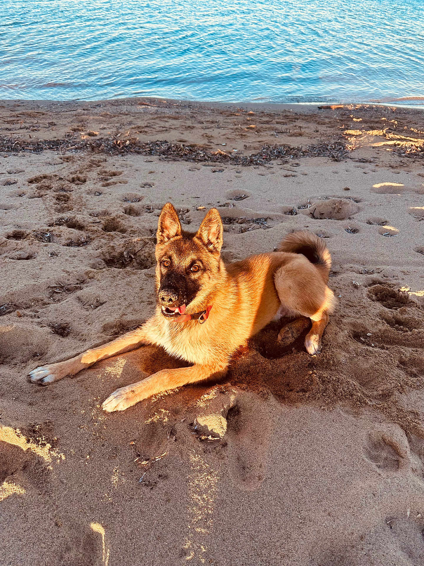 âka a rejoint le concours — aidez-le/la à gagner de superbes lots ! dog, beach, sand, water, sunlight, outdoor, animal, canine, playful, fur, snout, nature, relaxing, daytime, paw_prints, collar, pet, summer, shore, happy