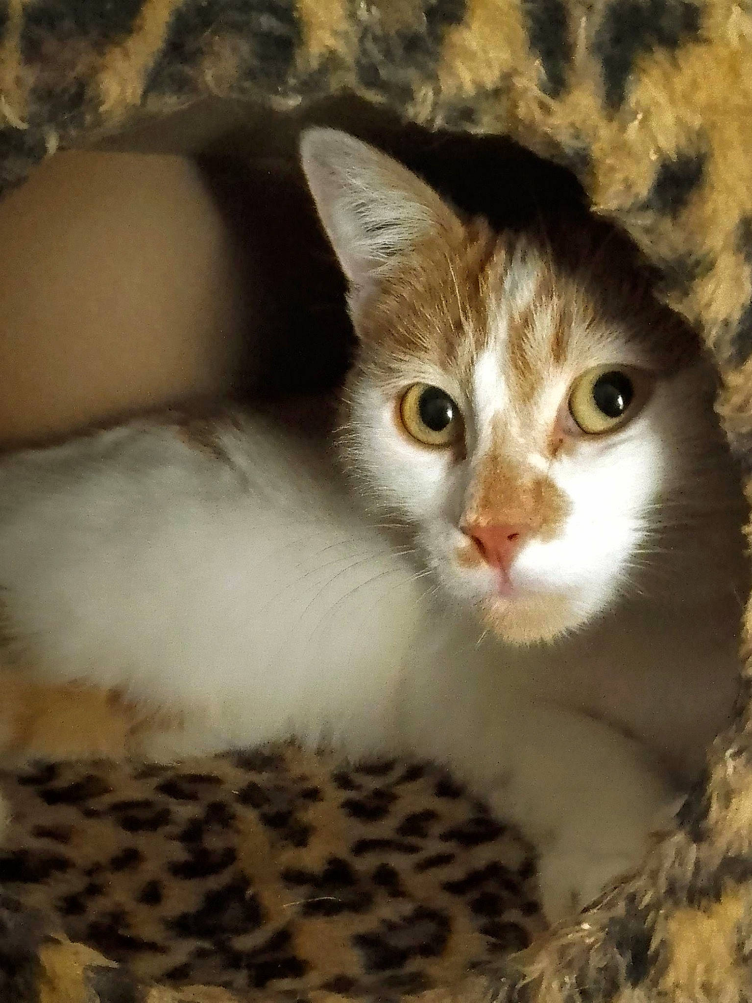 Automne a rejoint le concours — aidez-le/la à gagner de superbes lots ! carnivore, cat, comfort, domestic_short_haired_cat, felidae, fur, paw, small_to_medium_sized_cats, tree, whiskers, window