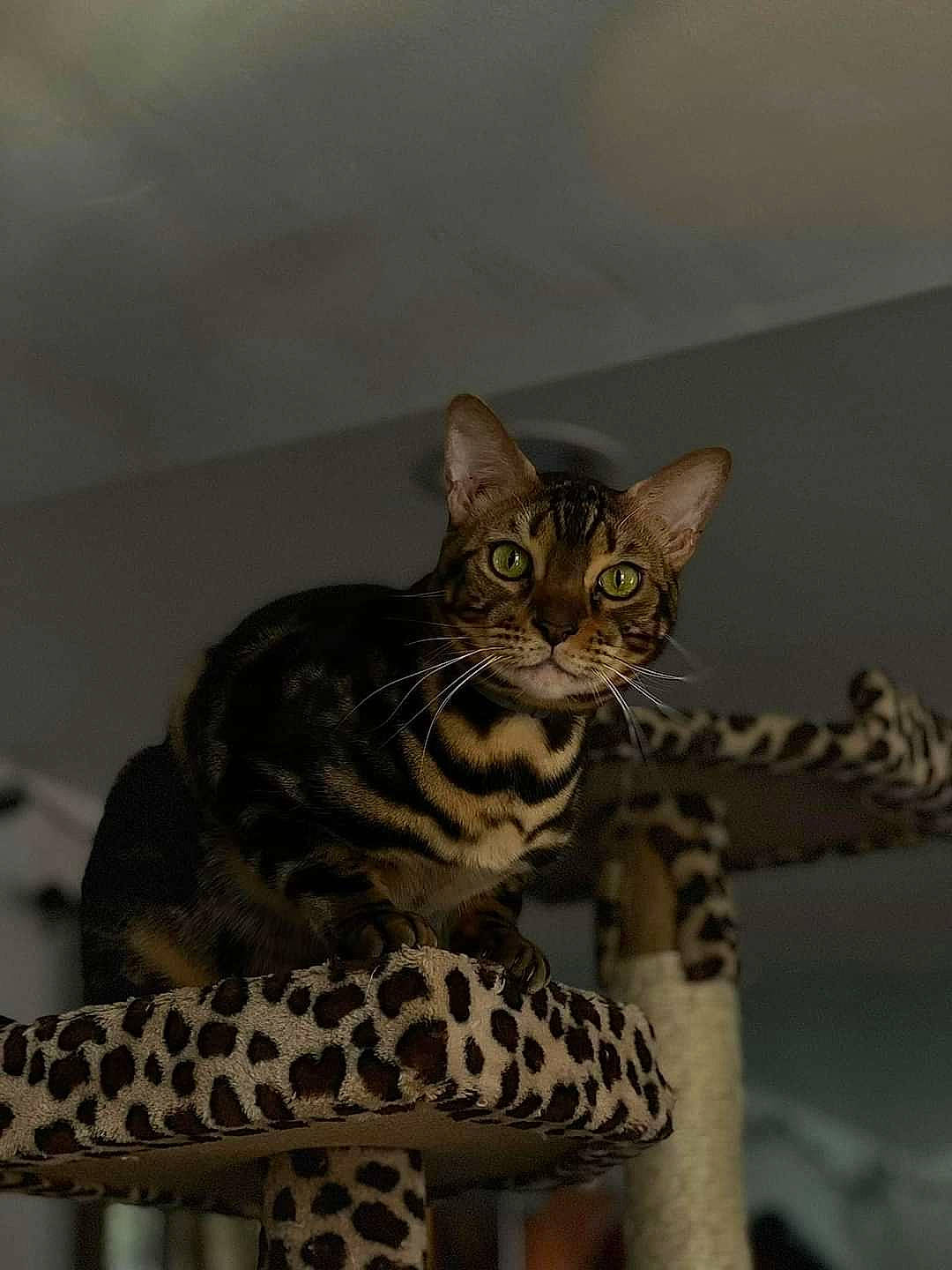 Zeus is registered to the contest to win money with this photo: carnivore, cat, felidae, fur, sitting, small_to_medium_sized_cats, snout, terrestrial_animal, whiskers, wildlife