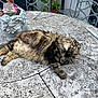 cat, tabby_cat, fluffy, sleeping, relaxed, patio, outdoor, stone_table, table, potted_plant, plant, wrought_iron_chair, chair, fur, pet, close_up, daytime, backyard, lounge, calm