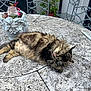 Patchouli participe au concours pour gagner de l'argent avec cette photo : cat, tabby_cat, longhair_cat, tongue_out, furry, pet, lounging, outdoor, patio_table, stone_table, planter, potted_plant, glass, wrought_iron_chair, metal_chair, grill, backyard, plants, whiskers, relaxed