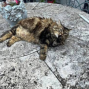 Patchouli a rejoint le concours — aidez-le/la à gagner de superbes lots ! cat, tabby_cat, long_hair, fluffy, pet, grooming, paw, whiskers, fur, table, stone_table, patio, planter, plant, metal_chair, outdoor, relaxed, seating, tabletop, portrait