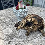 Patchouli participe au concours pour gagner de l'argent avec cette photo : cat, tabby, long_haired_cat, pet, stone_table, planter, flower_pot, glass, patio, outdoor, metal_chair, garden_chair, grill_cover, barbecue, plants, foliage, fur, relaxed, sleeping, table_surface
