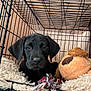puppy, dog, crate, pet, black_fur, blanket, plush_toy, indoor, cute, pet_bed, young_dog, canine, resting, fur, animal, cage, soft_texture, looking, comfort, closeup