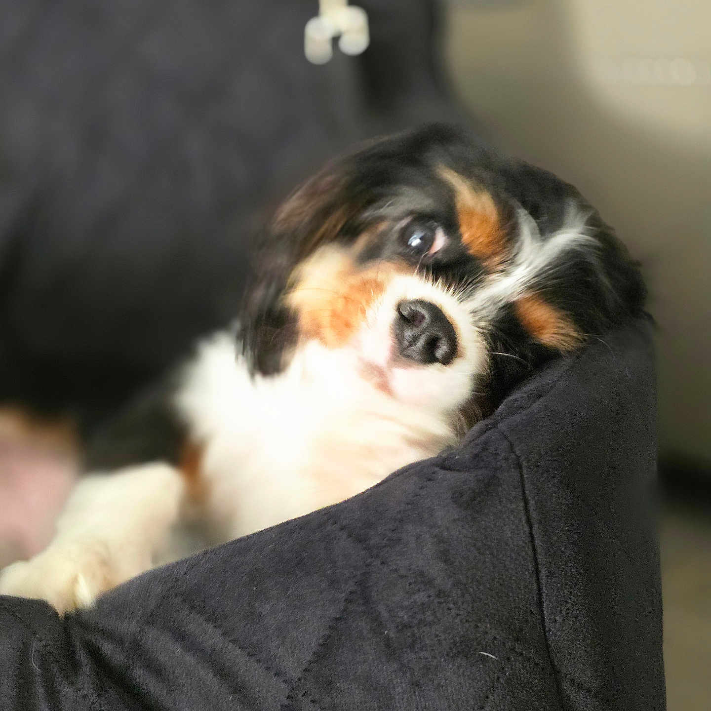 Blacky participe au concours pour gagner de l'argent avec cette photo : puppy, dog, couch, black, white, brown, pet, indoor, quilted, furniture, cute, young, fur, animal, resting, portrait, home, soft_light, closeup, relaxed