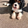 Blacky participe au concours pour gagner de l'argent avec cette photo : puppy, dog, tricolor, outdoor, sunlight, tongue_out, cute, pet, animal, lying_down, fur, small, playful, young, adorable, nose, ears, paws, shadow, texture