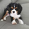 puppy, dog, couch, indoor, pet, tricolor, cute, fur, animal, young, relaxing, cozy, soft, black, white, brown, face, paw, sitting, closeup