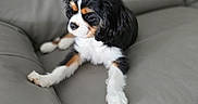 Blacky participe au concours pour gagner de l'argent avec cette photo : puppy, dog, cavalier_king_charles_spaniel, tricolor, pet, animal, cute, fur, ears, paws, leather_couch, indoor, relaxed, young_dog, sitting, canine, companion, domestic_animal, soft, adorable