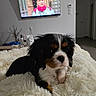 puppy, dog, blanket, indoor, living_room, cozy, soft, fur, black, white, brown, cute, pet, resting, television, furniture, home, comfort, animal, young