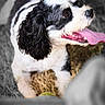 Rasta a rejoint le concours — aidez-le/la à gagner de superbes lots ! dog, black_and_white, tongue_out, outdoor, grass, pet, happy, fur, animal, canine, curly_fur, close_up, portrait, playful, summer, nature, cute, friendly, mammal, companion