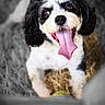 Rasta participe au concours pour gagner de l'argent avec cette photo : dog, black_and_white, tongue_out, happy, pet, animal, cute, fur, canine, outdoor, grass, looking_up, playful, friendly, companion, mammal, adorable, portrait, close_up, ears