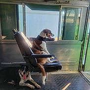 Holly Hoe is registered to the contest to win money with this photo: dog, sitting, panting, seat, window, metal_floor, metal_wall, indoor, sunlight, tongue_out, relaxed, transport, vehicle_interior, brown_and_white_dog, black_and_white_dog, leash, harness, floor, open_door, shadow