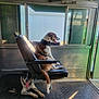 dog, sitting, panting, seat, window, metal_floor, metal_wall, indoor, sunlight, tongue_out, relaxed, transport, vehicle_interior, brown_and_white_dog, black_and_white_dog, leash, harness, floor, open_door, shadow