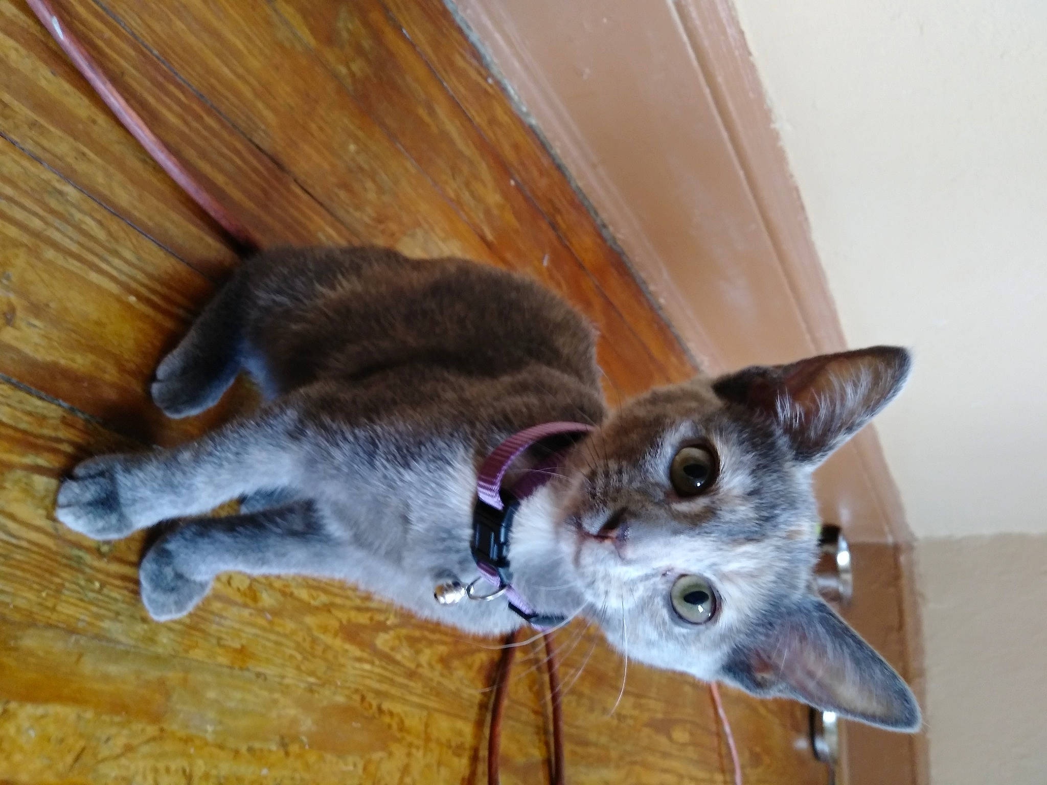 Sugar joined the competition — help win amazing prizes! canidae, carnivore, cat, collar, comfort, dog_breed, domestic_short_haired_cat, felidae, flooring, fur, hardwood, paw, small_to_medium_sized_cats, tail, varnish, whiskers, wood, wood_flooring, wood_stain