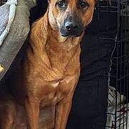 Charlie is registered to the contest to win money with this photo: dog, brown_dog, pet, crate, blanket, indoor, animal, canine, portrait, furniture, cage, resting, looking, ears, fur, companion, domestic, cute, friend, calm