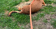 Charlie is registered to the contest to win money with this photo: dog, brown_dog, leash, collar, grass, patchy_grass, tree, car, suburban, outdoor, pet, animal, canine, resting, side_view, road, nature, daylight, quiet, parked_vehicle