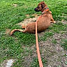 dog, brown_dog, leash, collar, grass, patchy_grass, tree, car, suburban, outdoor, pet, animal, canine, resting, side_view, road, nature, daylight, quiet, parked_vehicle