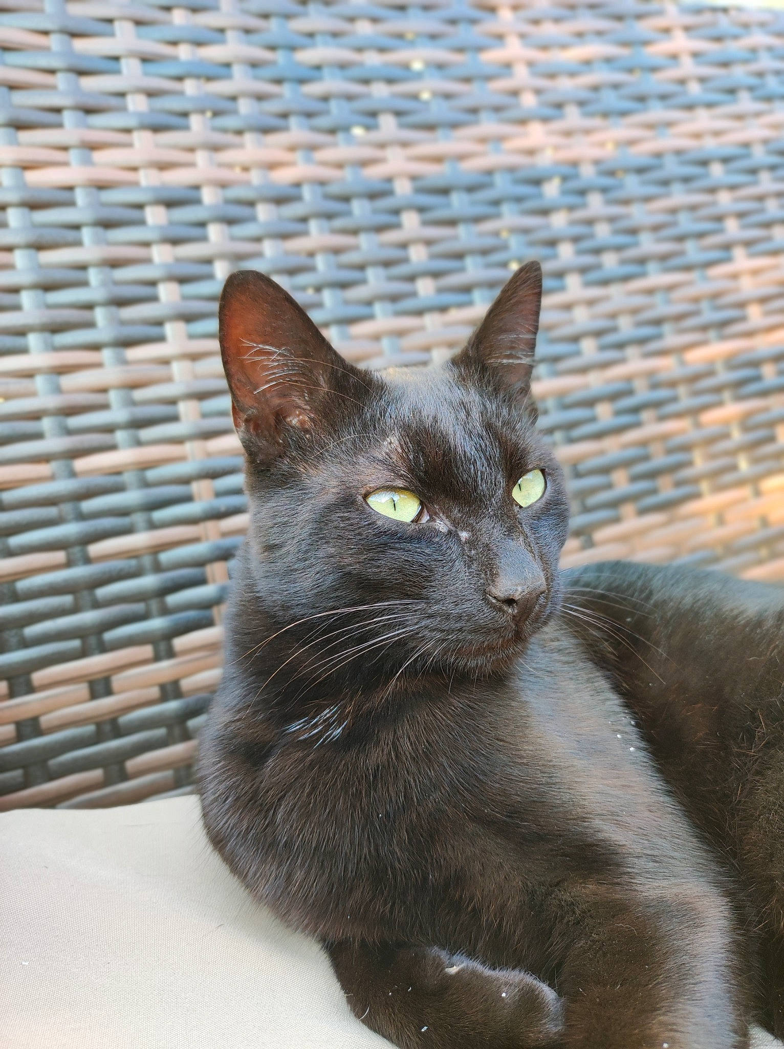 Roquette participe au concours pour gagner de l'argent avec cette photo : black_cat, carnivore, cat, domestic_short_haired_cat, felidae, fur, grey, havana_brown, small_to_medium_sized_cats, snout, terrestrial_animal, whiskers, window