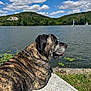 Lewis participe au concours pour gagner de l'argent avec cette photo : dog, brindle, lake, water, concrete, grass, hill, sky, cloud, sailboat, outdoor, nature, animal, pet, landscape, relaxing, summer, sunny, tongue_out, collar