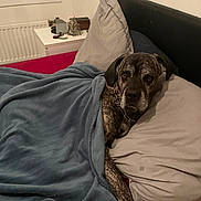 Lewis participe au concours pour gagner de l'argent avec cette photo : dog, bed, blanket, pillow, indoor, resting, brindle, furniture, canine, comfort, sleep, collar, chain, red_bedspread, window, night, relaxation, portrait, calm, domestic_animal