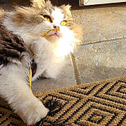 Isuky participe au concours pour gagner de l'argent avec cette photo : cat, fluffy, golden_eyes, ribbon, black_feather, toy, rug, patterned_rug, sunlight, indoor, floor, paw, playful, pet, feline, whiskers, nose, ear, closeup, relaxed