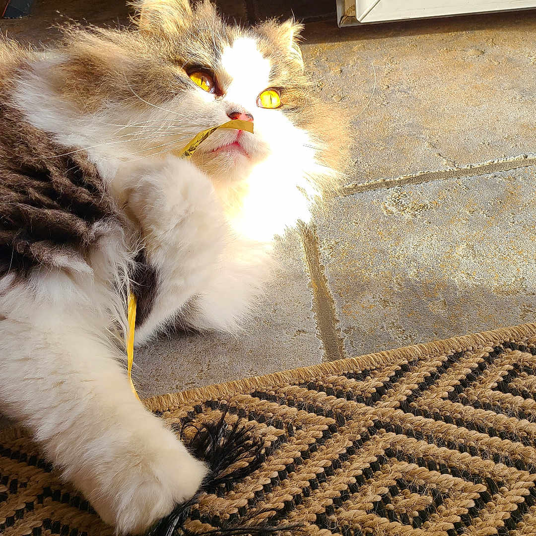 Isuky participe au concours pour gagner de l'argent avec cette photo : black_feather, cat, closeup, ear, feline, floor, fluffy, golden_eyes, indoor, nose, patterned_rug, paw, pet, playful, relaxed, ribbon, rug, sunlight, toy, whiskers