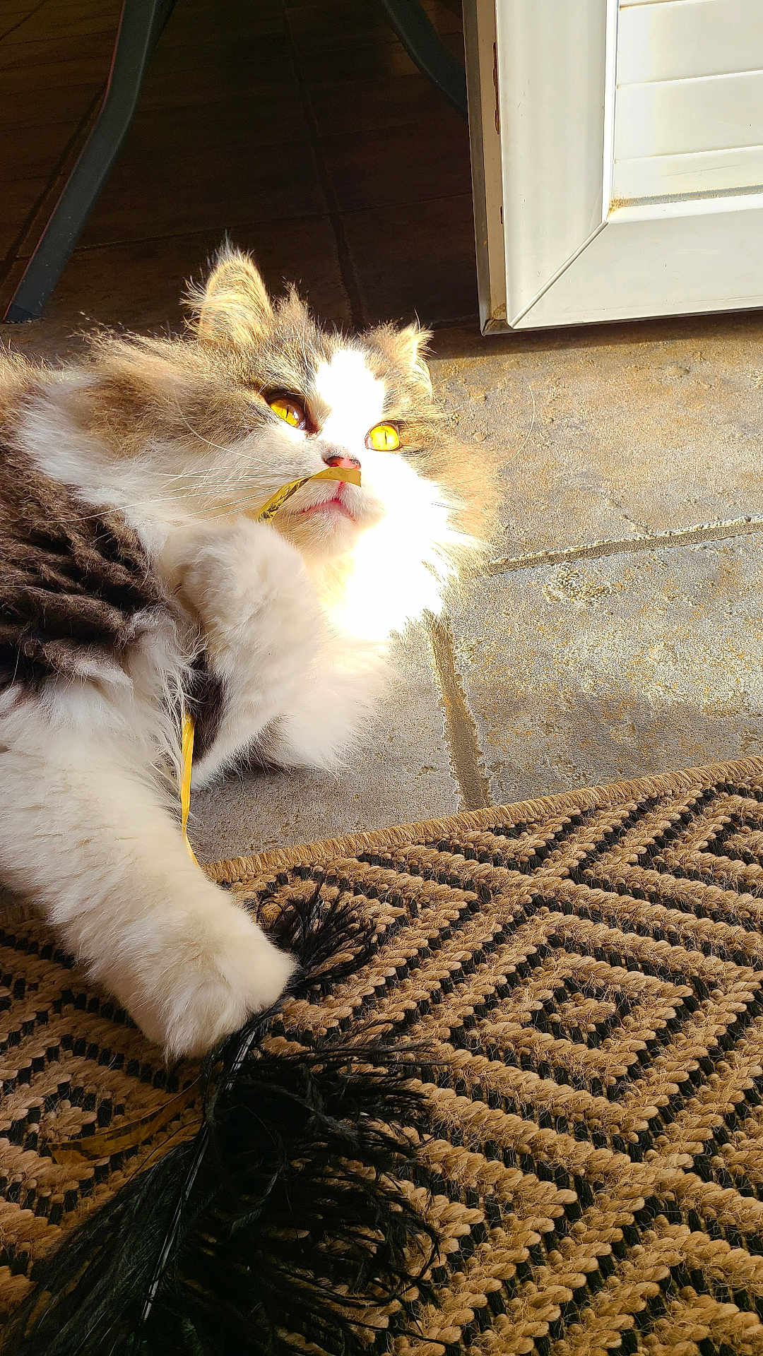 Isuky participe au concours pour gagner de l'argent avec cette photo : cat, fluffy, golden_eyes, ribbon, black_feather, toy, rug, patterned_rug, sunlight, indoor, floor, paw, playful, pet, feline, whiskers, nose, ear, closeup, relaxed