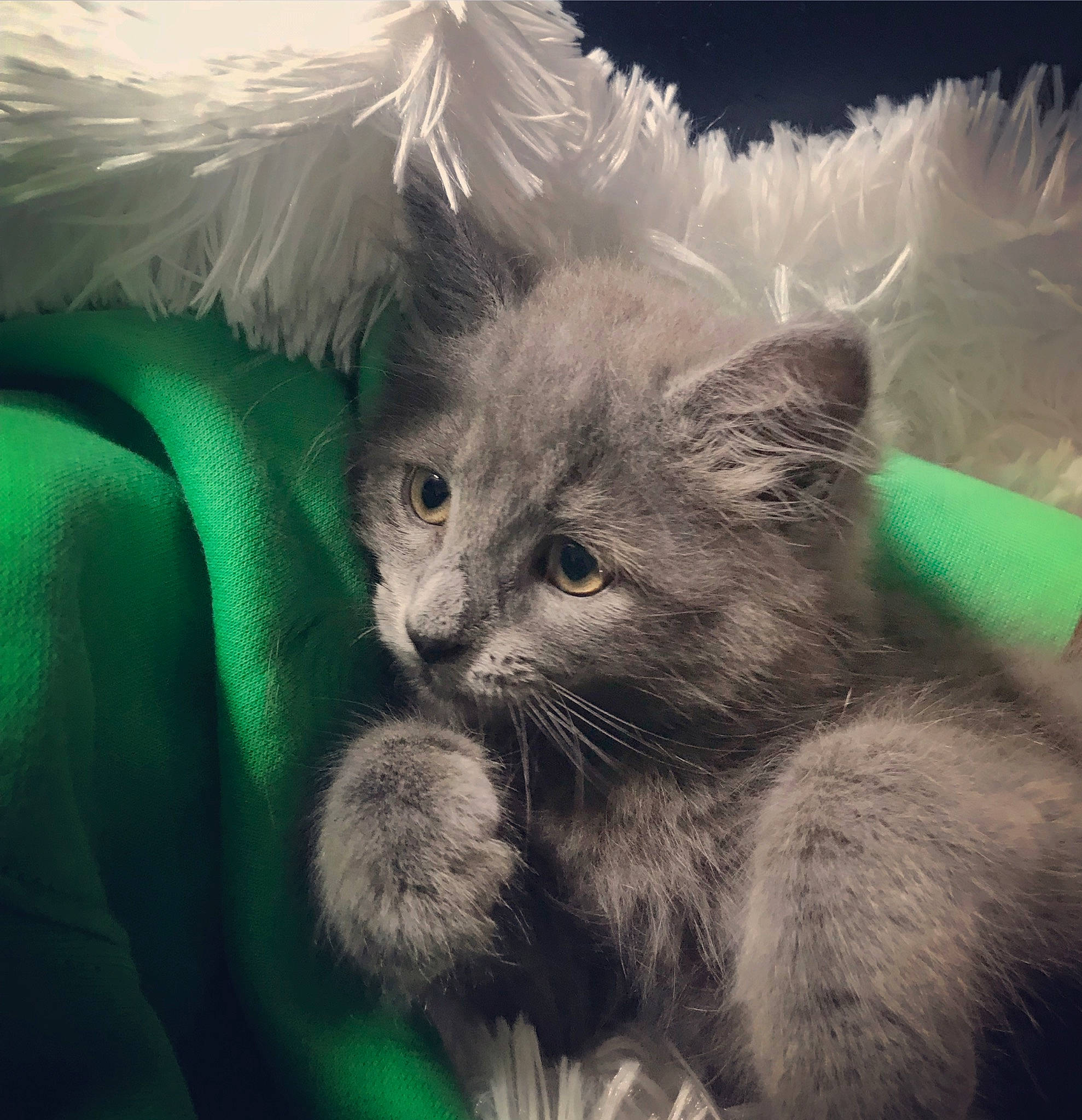 Nuncio is registered to the contest to win money with this photo: carnivore, cat, close_up, comfort, domestic_short_haired_cat, felidae, fur, paw, plant, russian_blue, small_to_medium_sized_cats, tail, terrestrial_animal, whiskers