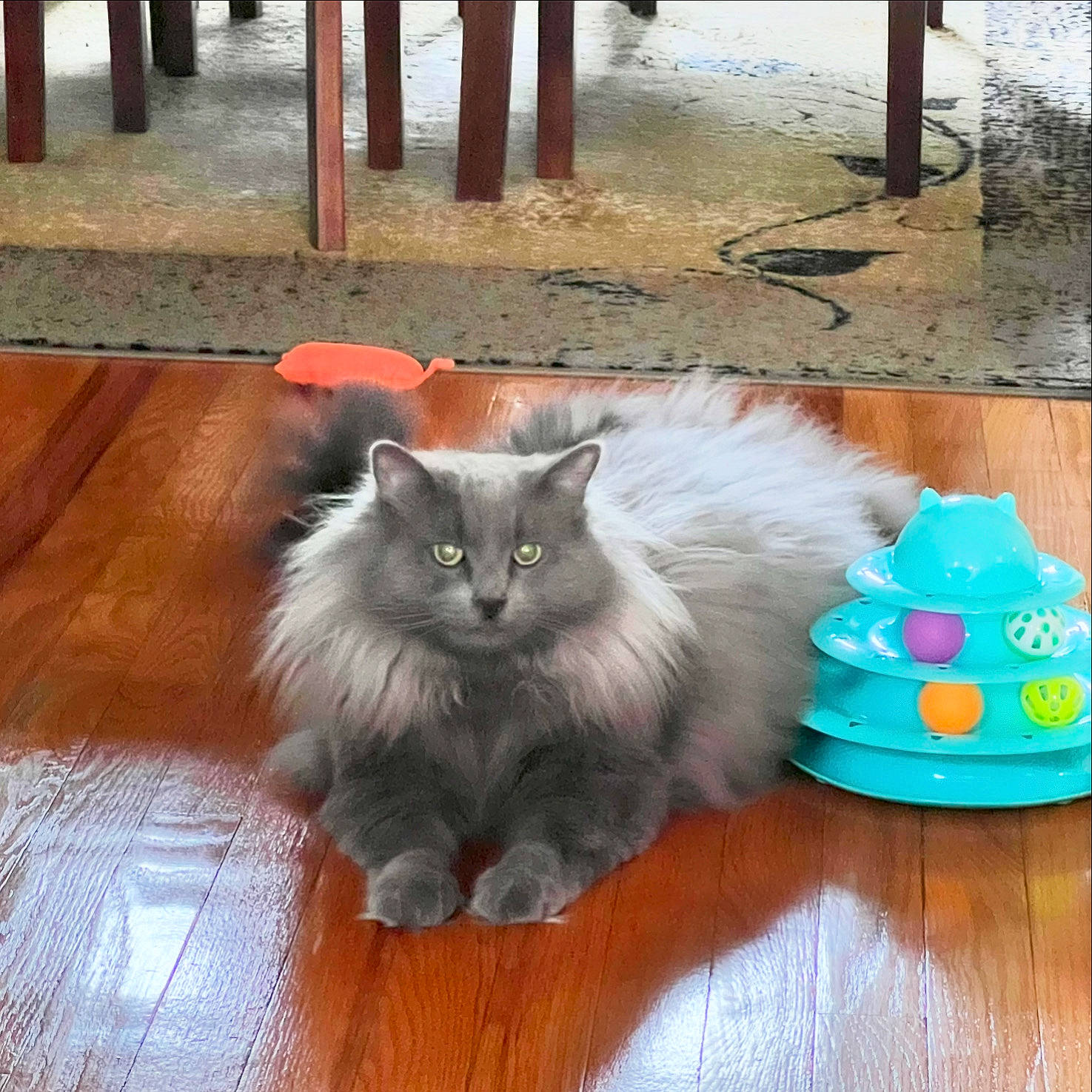 Nuncio is registered to the contest to win money with this photo: birman, british_longhair, carnivore, cat, claw, companion_dog, event, fawn, felidae, flooring, fur, hardwood, laminate_flooring, outdoor_furniture, paw, ragdoll, small_to_medium_sized_cats, tail, whiskers, wood
