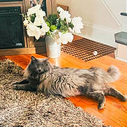 Nuncio joined the competition — help win amazing prizes! animal, architecture, building, cat, flower, flowerarrangement, flowerbouquet, furniture, hardwood, homedecor, indoors, interiordesign, livingroom, pet, petal, plant, pottedplant, pottery, table, wood