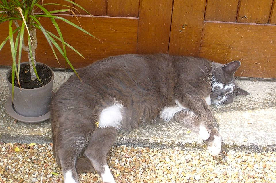 Adolphe participe au concours pour gagner de l'argent avec cette photo : carnivore, cat, comfort, dog_breed, domestic_short_haired_cat, door, fawn, felidae, flowerpot, fur, grass, houseplant, mammal, plant, small_to_medium_sized_cats, snout, tail, terrestrial_animal, vertebrate, whiskers