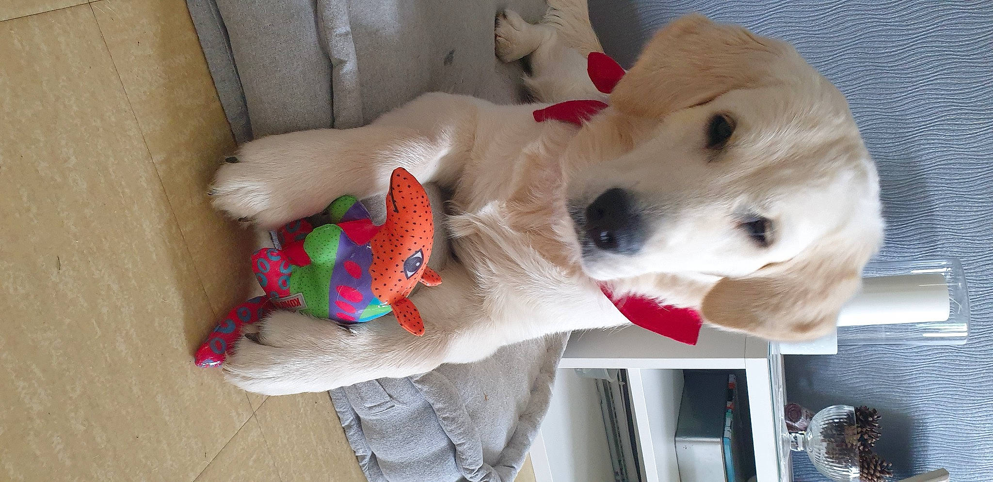 Athos a rejoint le concours — aidez-le/la à gagner de superbes lots ! baby_toys, carnivore, child, companion_dog, dog, dog_breed, dog_supply, fawn, flooring, fur, pet_supply, puppy, retriever, room, sporting_group, stuffed_toy, toy, watch, wool, working_animal