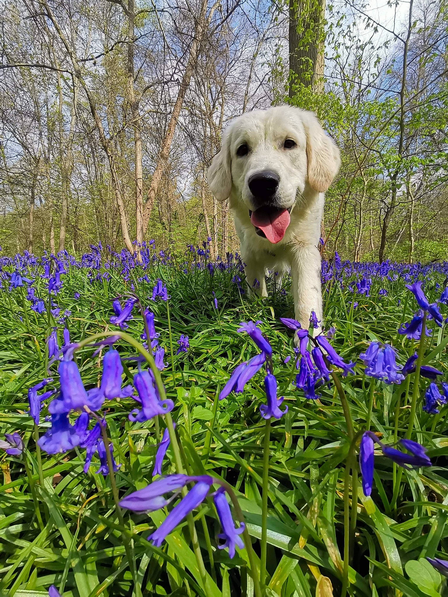 Athos participe au concours pour gagner de l'argent avec cette photo : carnivore, companion_dog, dog, dog_breed, flower, flowering_plant, grass, groundcover, herbaceous_plant, lavender, meadow, people_in_nature, plant, shrub, sky, sporting_group, terrestrial_plant, tree, wildflower, wood