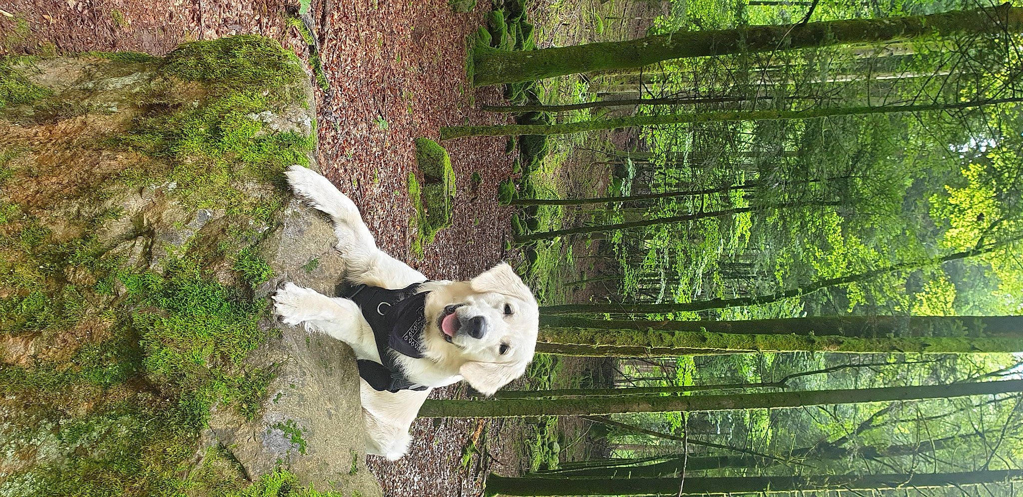 Athos a rejoint le concours — aidez-le/la à gagner de superbes lots ! carnivore, companion_dog, dog, dog_breed, fawn, fence, grass, jungle, mesh, panda, plant, snout, sporting_group, terrestrial_animal, terrestrial_plant, tree, trunk, wildlife, wood, working_animal