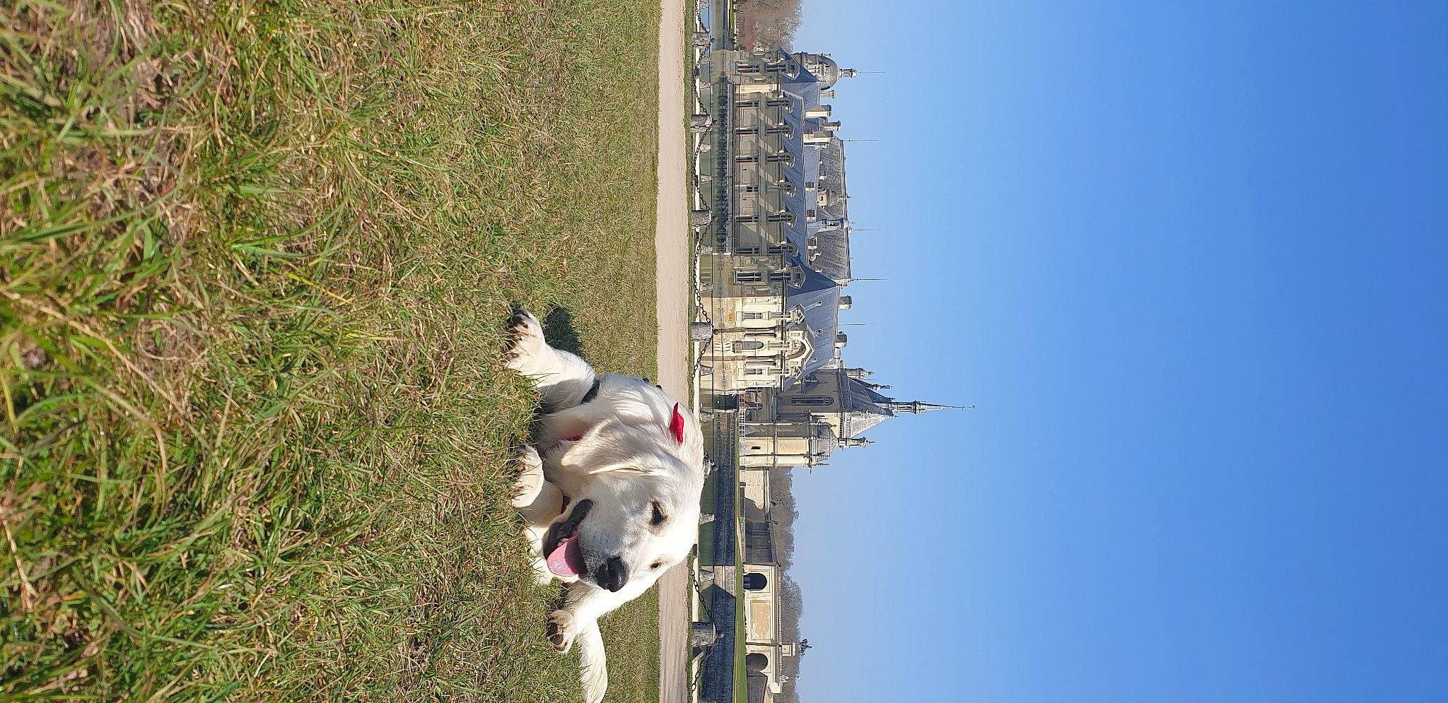 Athos a rejoint le concours — aidez-le/la à gagner de superbes lots ! art, building, canidae, carnivore, collar, companion_dog, dog, dog_breed, plant, sky, sporting_group, tail, tower, urban_design, water, working_dog