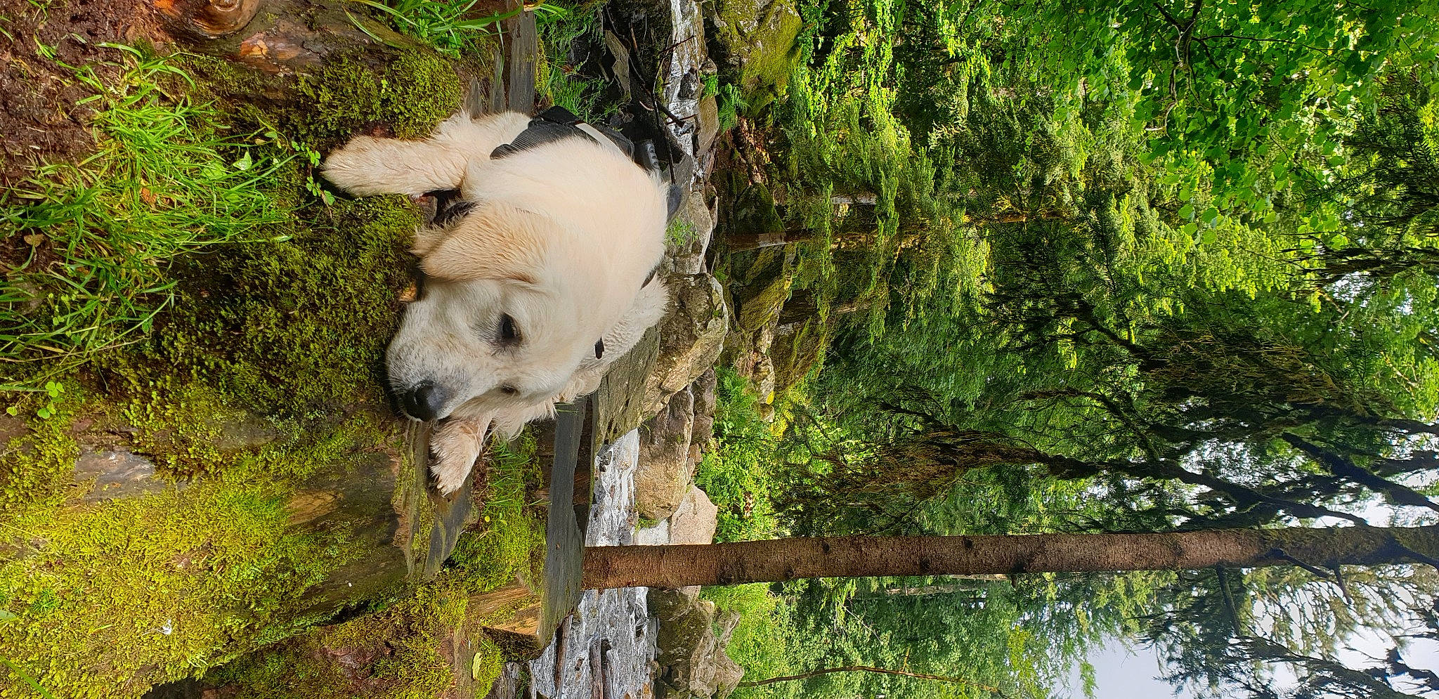 Athos participe au concours pour gagner de l'argent avec cette photo : biome, carnivore, companion_dog, dog, dog_breed, fawn, forest, grass, natural_environment, nature, plant, snout, tail, terrestrial_animal, tree, trunk, vegetation, water, wood, working_animal