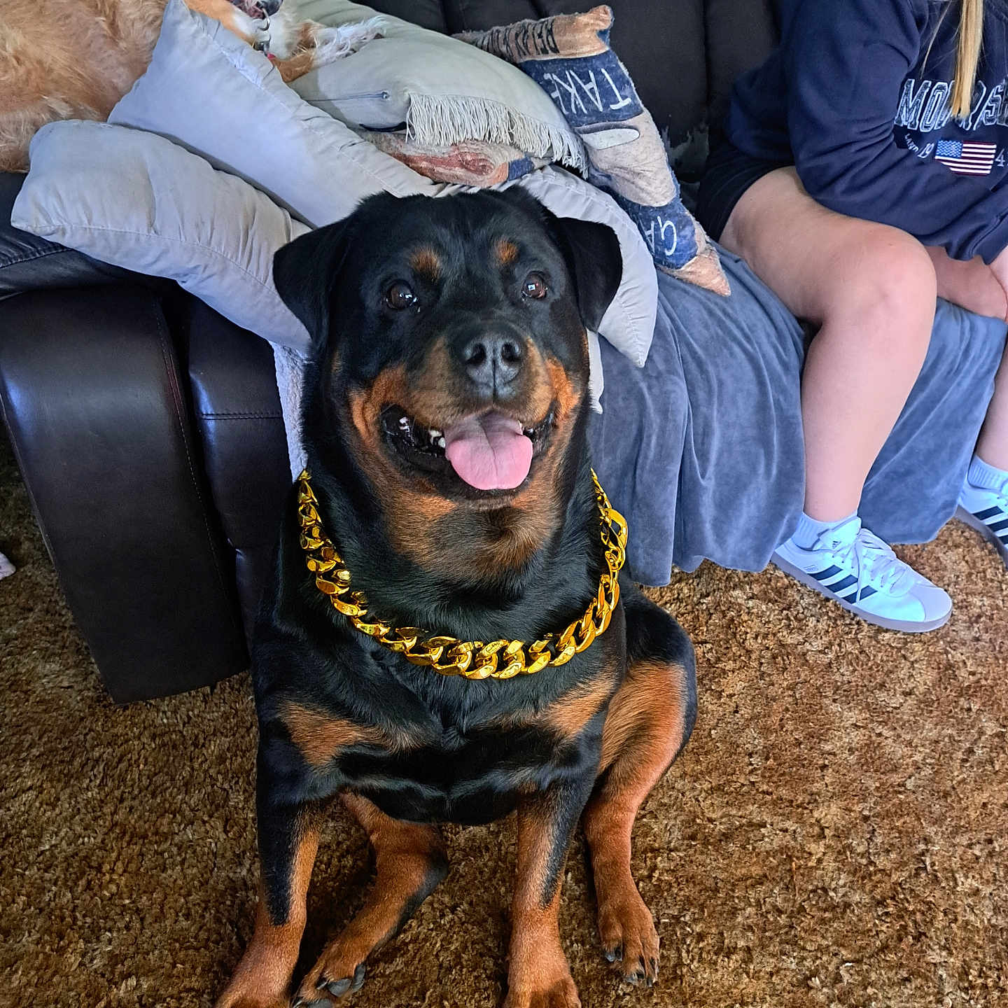 Ruby joined the competition — help win amazing prizes! animal, architecture, boy, building, canine, chair, child, clothing, couch, cushion, dog, footwear, furniture, glove, homedecor, male, person, pet, shoe, shorts